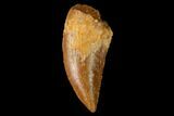 Serrated, Raptor Tooth - Real Dinosaur Tooth #160029-1